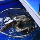 우럭명가 이미지