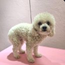 개이쁘댕 이미지