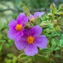 삼삼오오공인중개사사무소 이미지