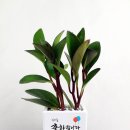 조아그린 이미지