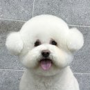 동물친구들 애견미용실 이미지