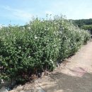 축령산 산소길(2구간) 이미지
