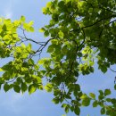 좋은나무 이미지