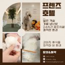 도그프렌즈 이미지