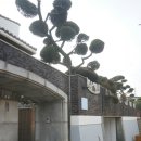 오아시타 이미지