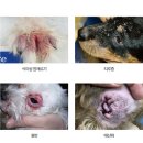 나아라 동물병원 이미지