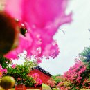 장군커피 | 요즘 대구에서 가장 핫한 배롱나무 명소, 신숭겸장군유적지 방문후기