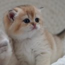 애월캐터리 이미지