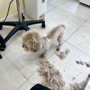 꾸미숑 | 후기) 강아지 미용실 꾸미숑🐶