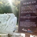 태백하늘소 이미지
