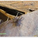 용미리에서 만난 곤충과 야생화(벌꽃) 이미지