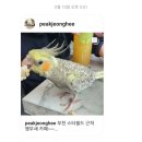 리프패럿부천 | 서울 동대문구 앵무새카페 <리프패럿 전농점> 후기