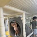 용인대석사명품태권도 이미지