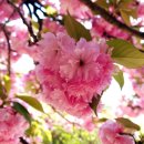 완산-80 | (2026.04.19 겹벚꽃 만개) 전주 완산칠봉꽃동산 분홍빛 겹벚꽃 다녀왔습니다. 주차팁 및 개화상황 실시간