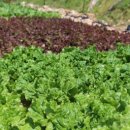 (주) 더드림유통 이미지