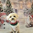 DOG깨비 강아지 미용실 이미지