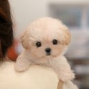 광양강아지분양 귀여운애견가족 입양 과정과 후기