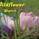 Wildflower - Skylark 이미지