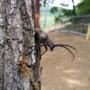 하늘소농장 이미지