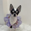 포그나개 이미지