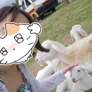 방은목장 | 뗏기간 나트랑 여행기(3)- 양떼목장, 판랑사막투어(호아드라이버), 퓨전리조트 입실