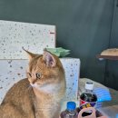 놀면묘하냥 고양이카페 이미지