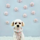 원펫살롱 이미지