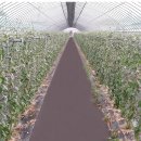 하태석 농장 이미지