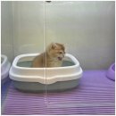 펫캐슬강아지고양이애견샵