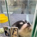 강아지분양 애견분양 퍼피플라워 중랑점 | 중랑구강아지분양 강아지분양 애견분양 퍼피플라워 중랑점 입양 전 필수 체크리스트와 건강한 반려견...