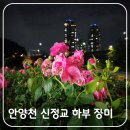 고척교 하부 - 2141 | 안양천 신정교 장미 실시간 개화 상황 낮엔 라이딩, 밤엔 야간 산책 코스