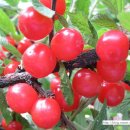 강아지마을2012 이미지