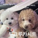 두그루나무 | [두그루카시트] 강아지 카스트 내돈내산 찐후기...된 바늘나무 올라운드 드라이빙 킷 L 베이지엠보스...