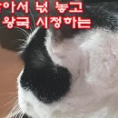 옆에 앉아서 넋 놓고 동물의 왕국 시청하는 고양이 이미지