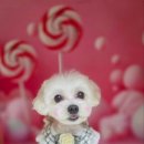 김포24시 힐 동물의료센터 이미지