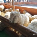 영현목장 이미지