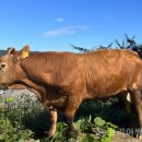 전북축산 이미지