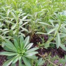 발바닥공원 이미지