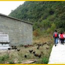 오골계마을 이미지