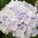 하늘빛농원 이미지