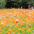 코스모스메디칼 이미지