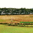 갈대이야기 이미지