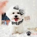 #아름답개 이미지