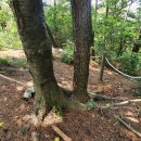 백양산 나들숲길 이미지