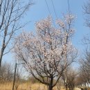 4월10일(목) 위례강변길 이미지