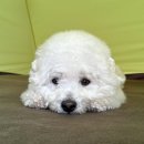 초평밤나무 이미지