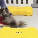 메리펫 애견유치원 이미지