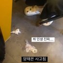 개스펙타클 나에 도안고라이프
