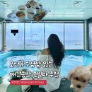 영덕 펜션 딜라이트107 풀빌라 역대급 오션뷰 개별 수영장 애견동반 숙소 후기