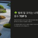 백제로 가로수 식재사업 | 벌레 덜 꼬이는 나무! 인기 정원수 TOP 5
